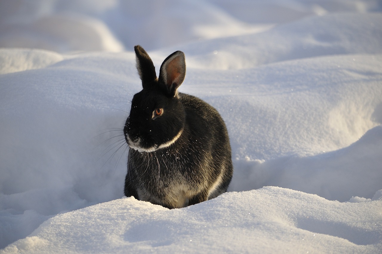 How to Create a Balanced Diet for Your Rabbit